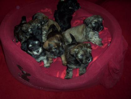 Shih-Tzu Mischlings Welpen