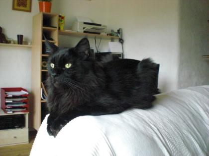 Maine Coon Kater ( Black smoke ) sucht neuen Wirkungskreis o.P