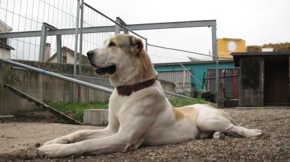 Mittelasiatischer Schäferhund/Owtsharka zum denken bereit