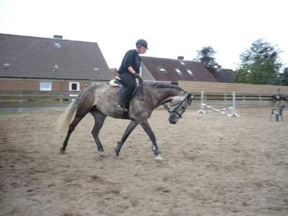 Biete Reitbeteiligung für Thüringer Stute (161 cm) in Oberursel / Bommersheim