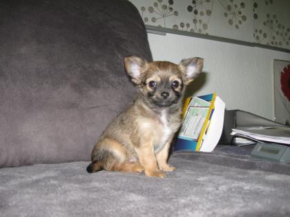 Kleines Chihuahua-Mädchen sucht noch ein neues Zuhause!