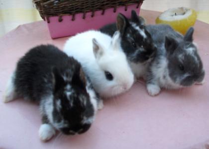 Zwerghasenbabys