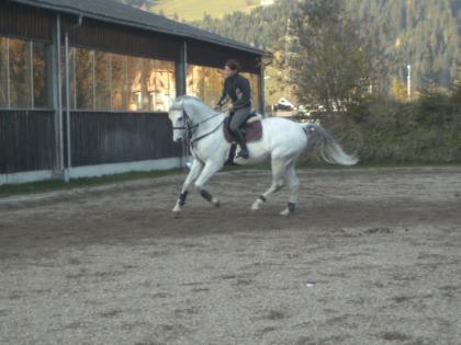 Brandenburger, Wallach, 10 Jahre, 169cm, Schimmel