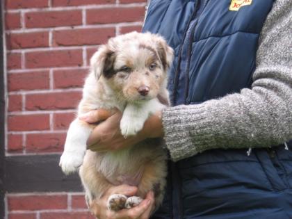 Amor, ein red-merle Australian Shepherd Rüde/Welpe