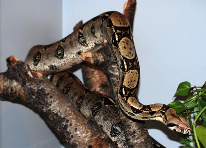 2 Boa constrictor abzugeben!