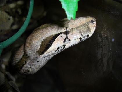 Boa Constrictor Imperator Cancun