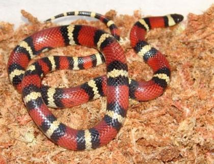 Königsnatter Lampropeltis triangulum annulata