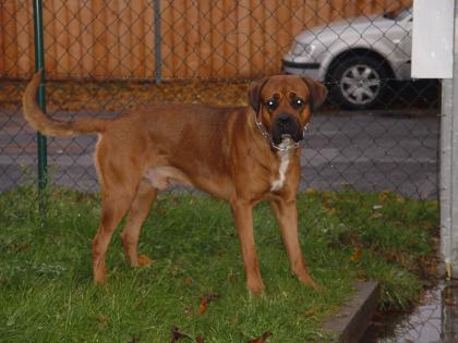 Unser einsamer Bullmastiff