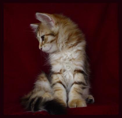 Cattery Amavi*PL - new litter of siberian cats