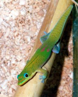 Goldstaubtaggecko Phelsuma laticauda laticauda