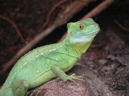 Stirnlappenbasilisk Basiliscus plumifrons