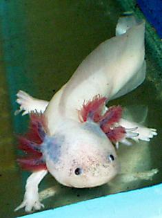 Axolotl natur und albino Ambystoma mexicanum 