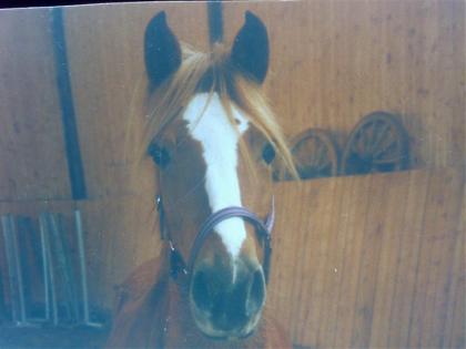 Suche Reitbeteiligung für mein Deutsches Reitpony!! Dringend!!