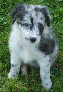 Australian Shepherd Welpen