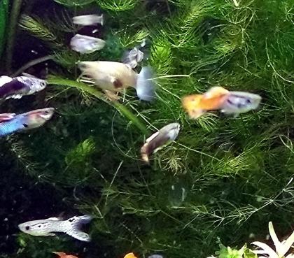 Guppy Mixe, AKTION!, 7, 50€/ 6 Stck., Versand