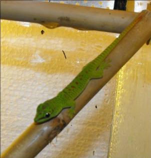 0,0,5 Phelsuma Grandis Großer Taggecko