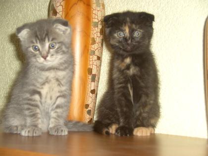 Süße Scottish Fold Kätzchen!!