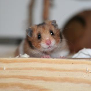 Handzahme HAMSTER aus BIO-Zucht 