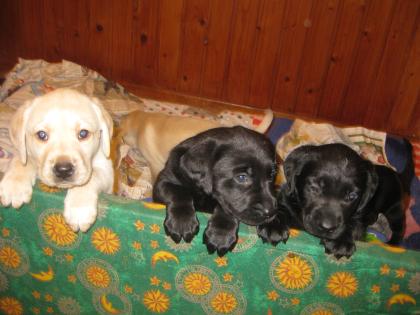 Kuschelige, hübsche Labradorwelpen