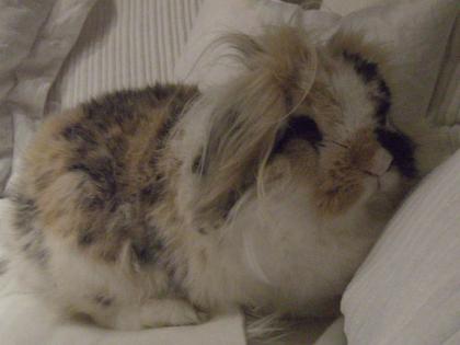 Wundervoller Angora - Widder Hase   m 