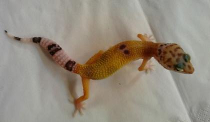 Leopardgeckos *HYPO*