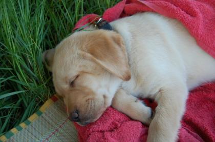 Süße Labrador Welpen zu verkaufen