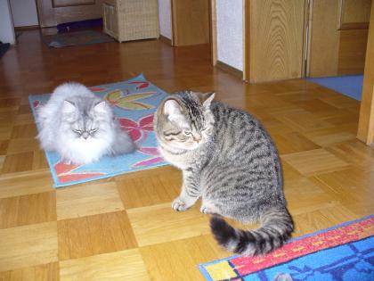 Selkirk rex kater beide kstriert mit stammbaum