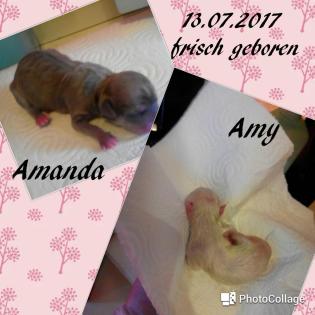 2 Chihuahua Mädchen mit Ahnenpass