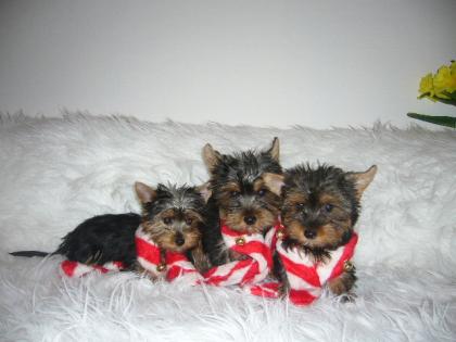 Yorkshire-Terrier-welpen mit ...Ahnentafel ...Chip...