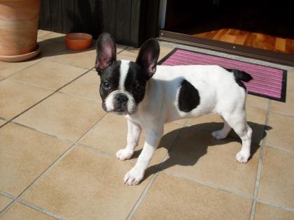 Wunderschöne 6 Monate alte Bullydame sucht neues zuhause!!!