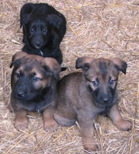 Labrador/Belg.Schäferhundwelpen schwarz/braun suchen neues Zuhause