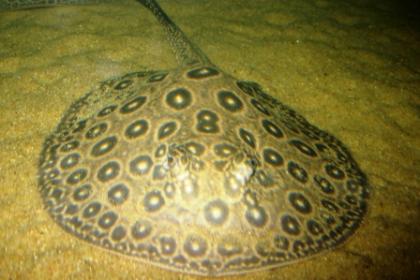 Potamotrygon pearl (Perlrochen) 15 cm RARITÄT!!!!! 