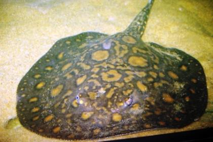 Potamotrygon leopoldi/pearl MIX ABSOLUTE RARITÄT!!!! 
