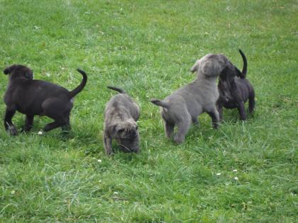 Cane Corso Babys