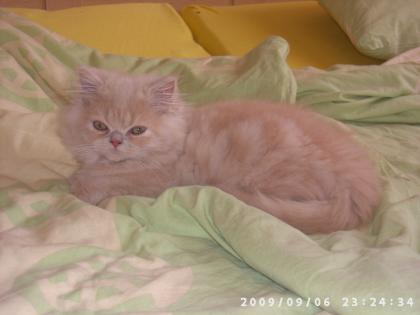 Liebevolles Perser Mix Kitten  Kater 