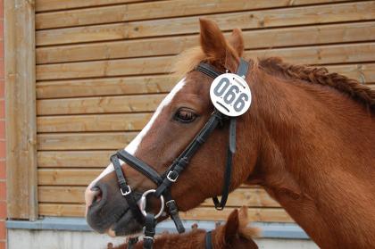 Welsh B Pony Stute