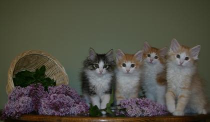 Wunderbare Norwegische Waldkatze Katzen ein neues Zuhause.