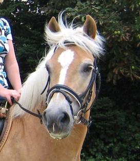 Suche liebe Reitbeteiligung für brave Haflinger Stute