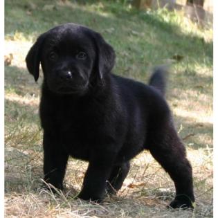 Schöne Labrador Welpen