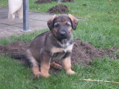 Süsse Labrador-Schäferhundwelpen