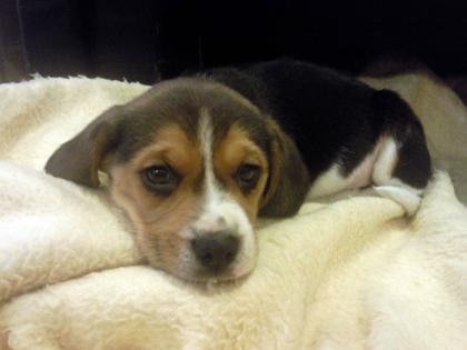 Reinrassige Beagle-Welpen aus Hobbyzucht