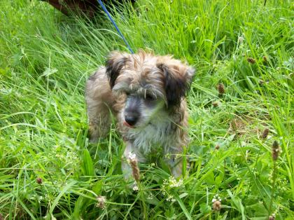 Chinese crested dog zu verkaufen