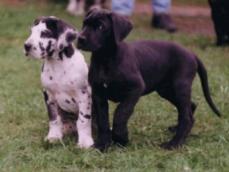 Deutsche Doggen Welpen 215 Euro