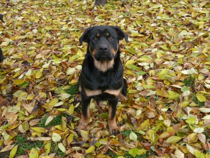 Rottweiler Hündin 9 Monate alt