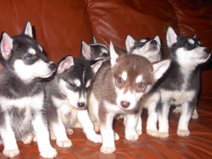 Unsere Huskyrasselbande