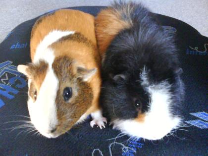 2 Süße Meerschweinchen zuverschenken 