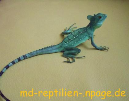 Stirnlappenbasilisk 1.0 abzugeben (Bock)