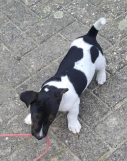 Jack Russel Welpen zuverkaufen