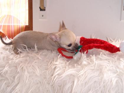 Chihuahua Rüden KH und LH