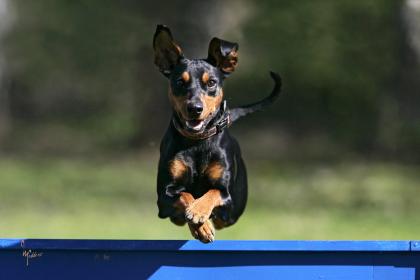 Deutscher Pinscher in Vermittlung